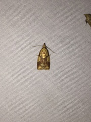 Cenopis ferreana
