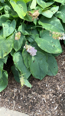 Hosta