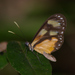 Hyalyris oulita - Photo (c) Kent Miller, alguns direitos reservados (CC BY-ND), uploaded by Kent Miller