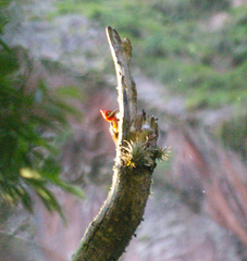 Campephilus rubricollis