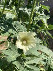 Alcea rugosa