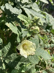 Alcea rugosa