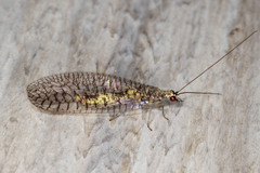 Eremochrysa canadensis