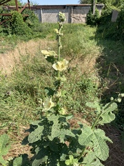 Alcea rugosa