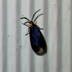 Acoloithus falsarius