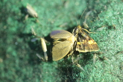 Apoda limacodes