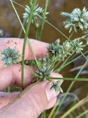 Cyperus elegans