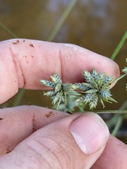 Cyperus elegans