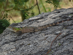 Ctenosaura macrolopha