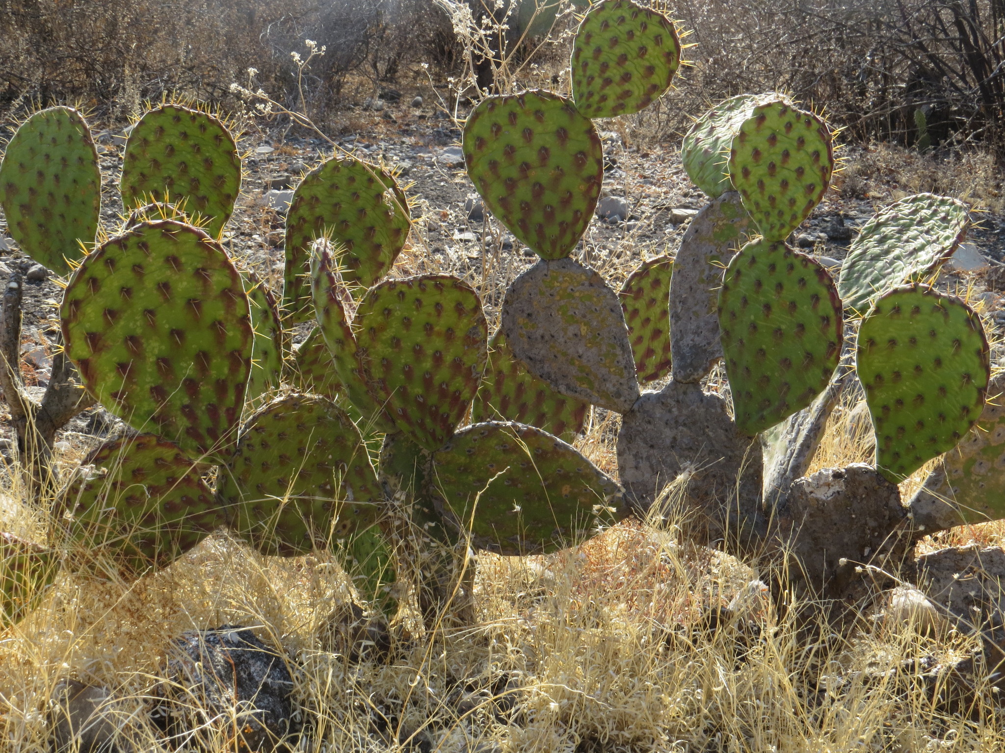 Opuntia tehuacana