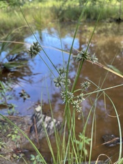 Cyperus elegans