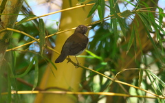 Turdus albicollis