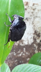 Allorrhina scabriuscula