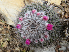 Mammillaria orcuttii
