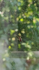 Episinus angulatus