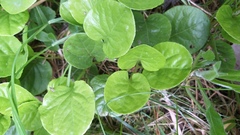Pyrola rotundifolia
