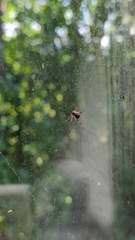 Episinus angulatus