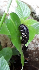 Allorrhina scabriuscula