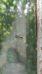 Episinus angulatus