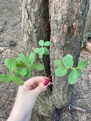 Vaccinium uliginosum