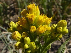 Solidago missouriensis