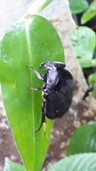 Allorrhina scabriuscula