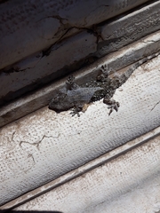 Tarentola mauritanica