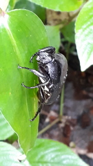 Allorrhina scabriuscula