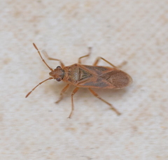 Arocatus longiceps