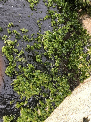 Enteromorpha observed 2018-03-09