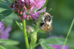 Bombus deuteronymus