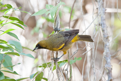 Icterus melanopsis