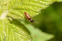 Agriotes pallidulus