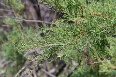 Juniperus turbinata