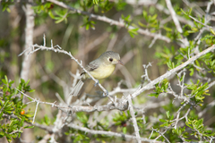 Vireo gundlachii