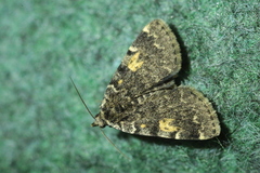 Idia calvaria