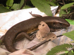 Eutropis multifasciata