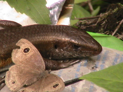 Eutropis multifasciata