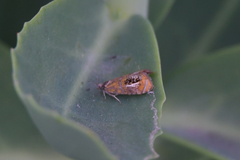 Olethreutes arcuella