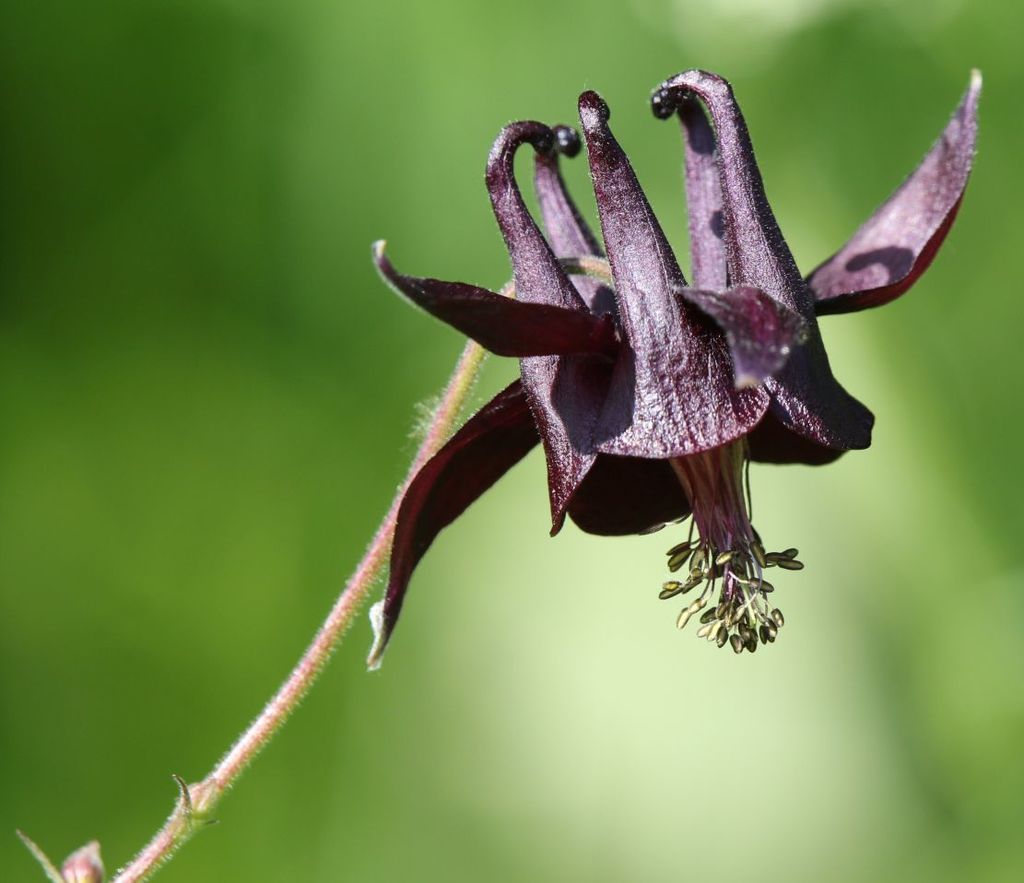 Dark columbine