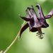 Dark Columbine - Photo (c) Luca Boscain, some rights reserved (CC BY-NC), uploaded by Luca Boscain