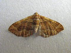 Pelurga comitata