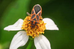 Graptostethus servus