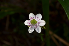 Knowltonia hepaticifolia