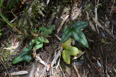 Knowltonia hepaticifolia