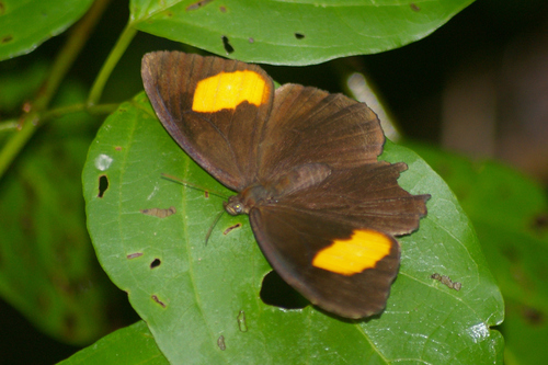 Physcopedaliodes