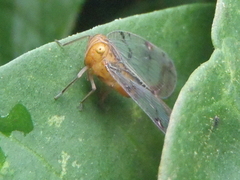 Nogodininae