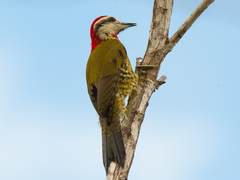 Xiphidiopicus percussus