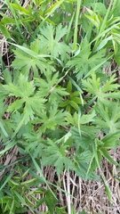 Geranium palustre