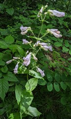 Penstemon canescens
